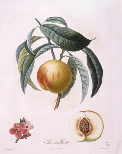 Perzik 