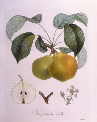 Peer "Bergamot", botanische plaat door Pierre Antoine Poiteau door Pierre Antoine (after) Poiteau