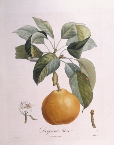 Peer "Doyenné roux", botanische plaat door Pierre Antoine Poiteau door Pierre Antoine (after) Poiteau