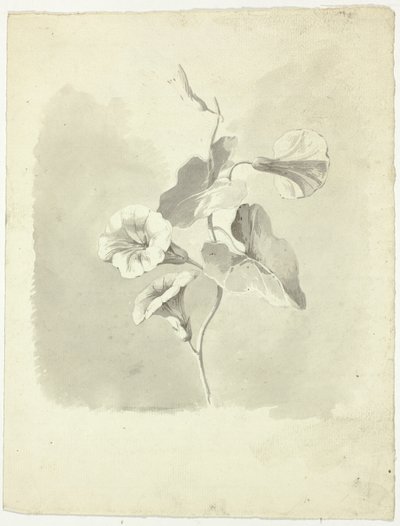 Morning Glories door Pierre Antoine Mongin
