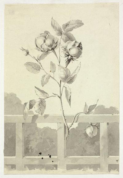 Roos door Pierre Antoine Mongin