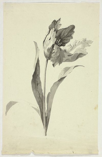Tulp door Pierre Antoine Mongin