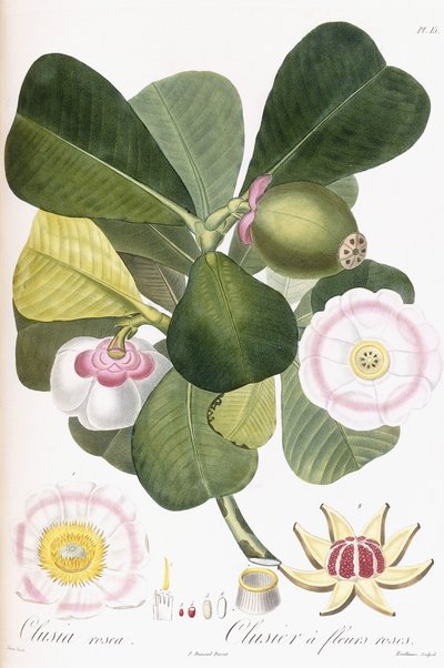 Clusia rosea, Clusier met Roze Bloemen, 1808-1828 door Pierre Antoine Poiteau