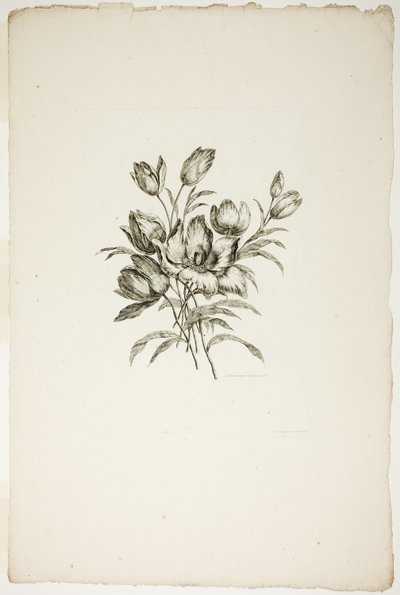 Boeket met Tulpen, uit Collectie van Verschillende Bloemboeketten, Uitgevonden en Getekend door Jean Pillement en Gegraveerd door P. C. Canot door Pierre Charles Canot