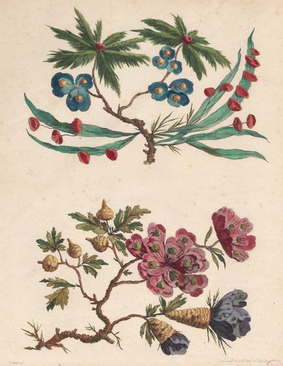 Twee takjes van denkbeeldige bloemen door Pierre Charles Canot