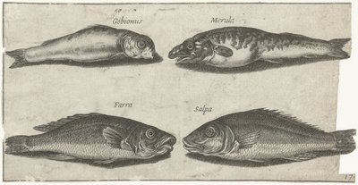 Grondel, bokvis, wijting en een andere vis door Pierre Firens