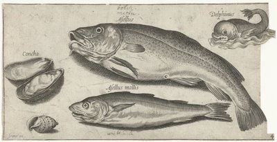 Kabeljauw, wijting, een dolfijn en schelpen door Pierre Firens