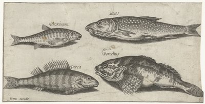 Karper, elrits, meerval en een baars door Pierre Firens