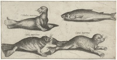 Twee zeehonden, een zeeleeuw en een harder door Pierre Firens