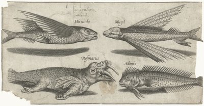 Vliegende knorhaan, lompje, slijmvis en een walrus door Pierre Firens