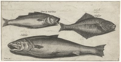 Zeebaars, tong en een zalm door Pierre Firens