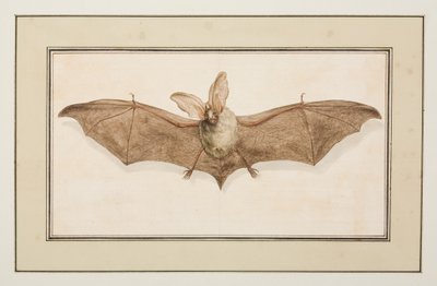 Bruine langoorvleermuis, ca.1755-65 door Pierre Francois Ledoulx