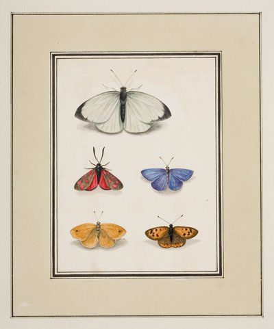 Vlinders, ca.1755-65 door Pierre Francois Ledoulx