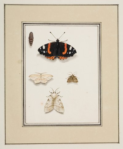 Vlinders, c.1755-65 door Pierre Francois Ledoulx