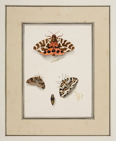 Vlinders, ca. 1755-65 door Pierre Francois Ledoulx