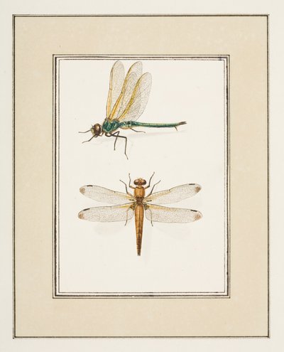 Libellen, ca.1755-65 door Pierre Francois Ledoulx