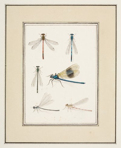 Libellen, ca. 1755-65 door Pierre Francois Ledoulx
