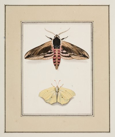 Ligusterpijlstaart en citroenvlinder, ca.1755-65 door Pierre Francois Ledoulx