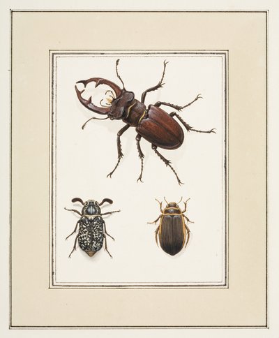 Hert, Kevers en Geelgerande Kevers, ca. 1755-65 door Pierre Francois Ledoulx