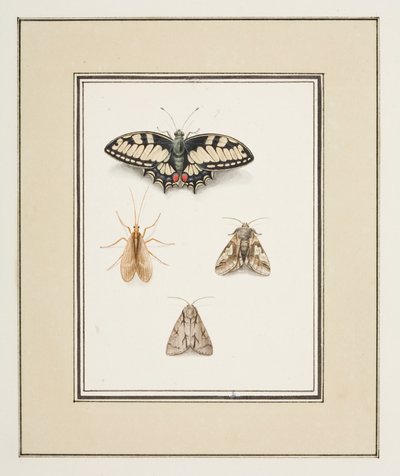 Koninginnenpage, eendagsvlieg en twee motten, ca. 1755-65 door Pierre Francois Ledoulx