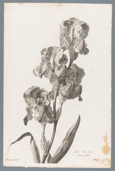 Dalmatische iris door Pierre François Legrand