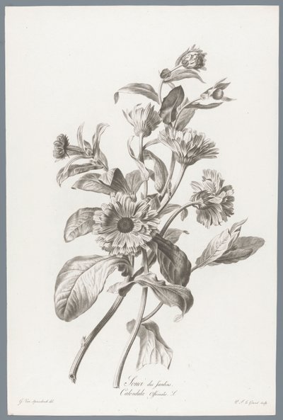 Goudsbloem door Pierre François Legrand