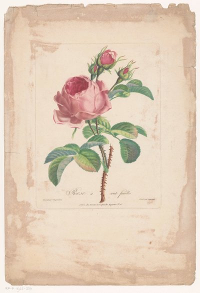 Honderdbladige roos door Pierre François Legrand