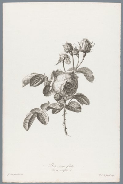 Honderdbladige roos door Pierre François Legrand