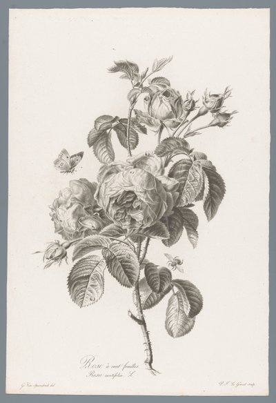 Honderdbladige roos door Pierre François Legrand