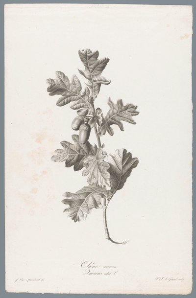 Zomereik door Pierre François Legrand