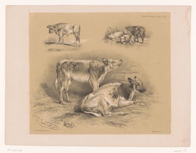 Drie studies van runderen door Pierre Frédéric Lehnert