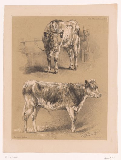 Twee studies van een rund door Pierre Frédéric Lehnert