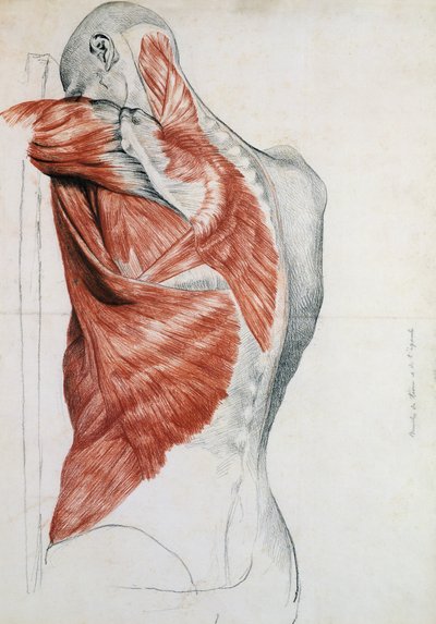 Menselijke Anatomie; Spieren van de Romp en Schouder door Pierre Jean David d