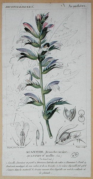 Acanthus Mollis, ca. 1820 door Pierre Jean Francois (after) Turpin