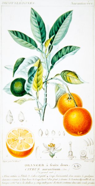Citrus Aurantium of Sevilla sinaasappel door Pierre Jean Francois (after) Turpin