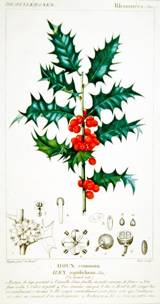 Hulst (Ilex aquifolium) botanische plaat, ca. 1820 door Pierre Jean Francois (after) Turpin
