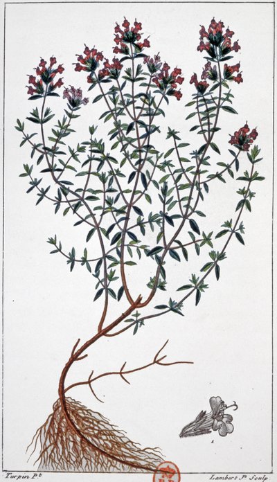 Tijm, ca. 1850 (gravure) door Pierre Jean Francois (after) Turpin