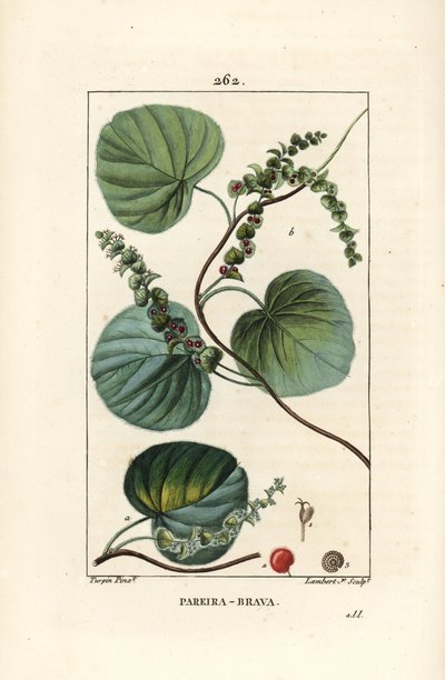 Wilde wijnstok of abuta, Cissampelos pareira, met bloem, blad, rank en vrucht. Handgekleurde stipple kopergravure door Lambert Junior naar een tekening van Pierre Jean-Francois Turpin uit Chaumeton, Poiret en Chamberet