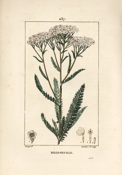 Duizendblad, Achillea millefolium, met bloem, blad en zaad door Pierre Jean Francois Turpin