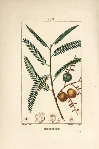 Amla door Pierre Jean Francois Turpin