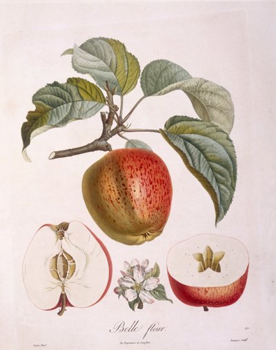 Appel "Belle fleur" Henry Louis Duhamel du Monceau, botanische plaat door Pierre Jean Francois Turpin door Pierre Jean Francois Turpin