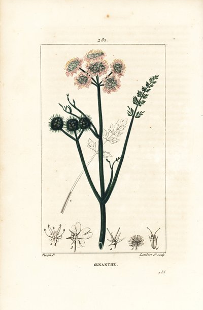 Wateroenanthe of water venkel - Fijnbladige waterpeen, Oenanthe aquatica. Handgekleurde stipple kopergravure door Lambert Junior naar een tekening van Pierre Jean-Francois Turpin uit Chaumeton, Poiret en Chamberet