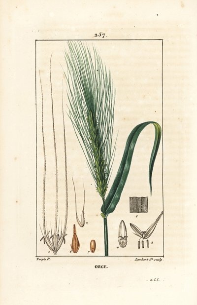 Gerst, Hordeum vulgare, met stengel, blad en zaadspike. Handgekleurde stipple kopergravure door Lambert Junior naar een tekening van Pierre Jean-Francois Turpin uit Chaumeton, Poiret en Chamberet
