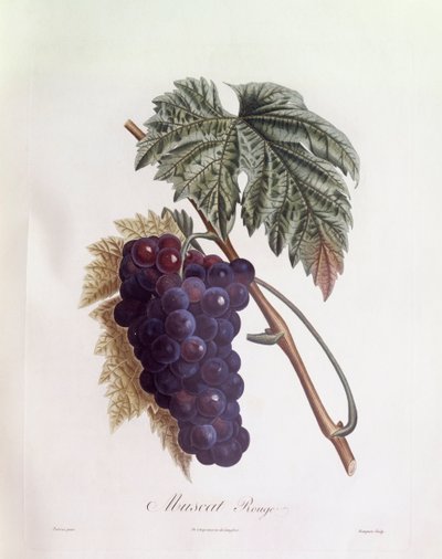Zwarte muskaatdruiven Henry Louis Duhamel du Monceau, botanische plaat door Pierre Jean Francois Turpin door Pierre Jean Francois Turpin