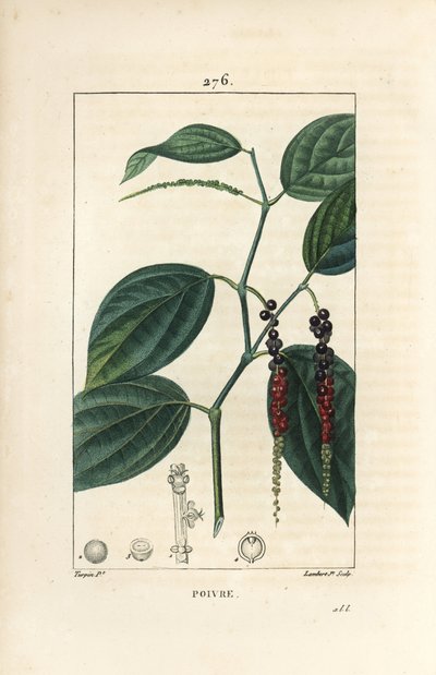 Zwarte peper - Zwarte peper, Piper nigrum, met blad, stengel en rijpe en onrijpe peperkorrels. Handgekleurde stipple kopergravure door Lambert Junior naar een tekening van Pierre Jean-Francois Turpin uit Chaumeton, Poiret en Chamberet