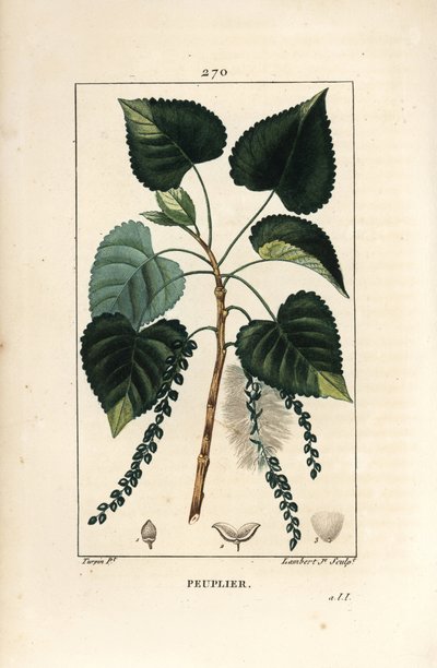 Zwarte populier, Populus nigra, met blad, stengel en zaad. Handgekleurde stipple kopergravure door Lambert Junior naar een tekening van Pierre Jean-Francois Turpin uit Chaumeton, Poiret en Chamberet
