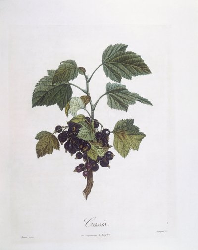 Zwarte bes (Ribes nigrum) of cassis Noir de Bourgogne, botanische plaat door Pierre Jean Francois Turpin door Pierre Jean Francois Turpin