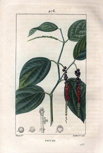 Botanisch: zwarte peper - Zwarte peper met bladeren en peperkorrels, Piper nigrum. Handgekleurde gravure door Lambert naar een tekening van Pierre Jean-François Turpin uit Chaumeton, Poiret et Chamberet