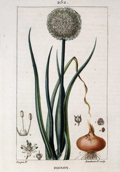 Botanische plaat van de ui - in “Flora médicale” door Chaumeton Chamberet en Poiret. Geschilderd door E. Penckroute en J.F. Turpin. Ed. Penckroute. Parijs door Pierre Jean Francois Turpin