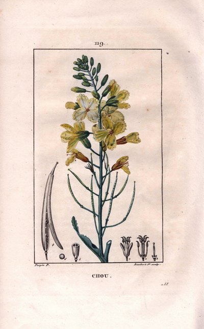 Botanisch: koolbloem. Handgekleurde stipple kopergravure door Lambert naar een tekening van Pierre Jean-Francois Turpin uit Chaumeton, Poiret et Chamberet